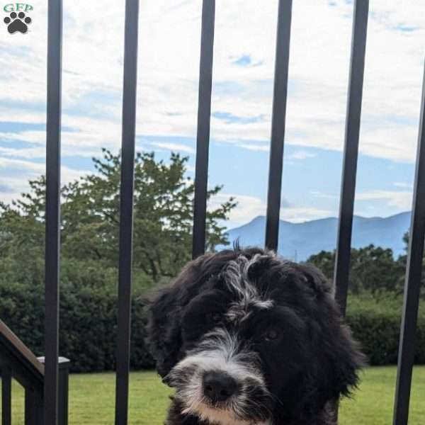 Ace, Bernese Water Dog Puppy